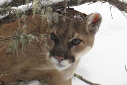 Mountain_Lion_Cougar