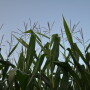 John Phipps says the recent pattern of coping with crop reports resembles the famous Kubler Ross Stages of Grieving. Beginning with denial, we work our way through anger, bargaining, depression, and finally acceptance. 