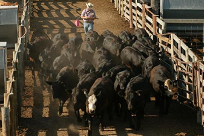 Cattle auction