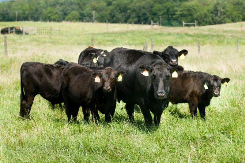 Virginia Tech research herd