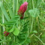 cover_crops_ben_potter