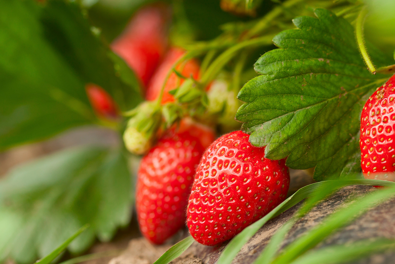 Close-up of strawberries in a field