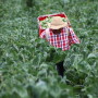 A worker harvests Brussels sprouts for Ocean Mist Farms. Brussels sprouts volume and sales dollars continue to rise.