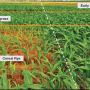The effects of a late kill of cereal rye on corn plants is evident. The impact appears to result from a combination of the carbon penalty and allelopathy exerted by the cereal rye.
