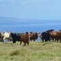 Beef cow slaughter year-to-date through the first week of October was 11% higher than last year, and that followed 2017's increase of 11%.
