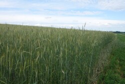 Rye