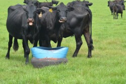 BT_Cows_Mineral