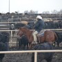 BT_Feedlot_Cowboy_Winter