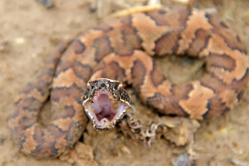 Cottonmouth
