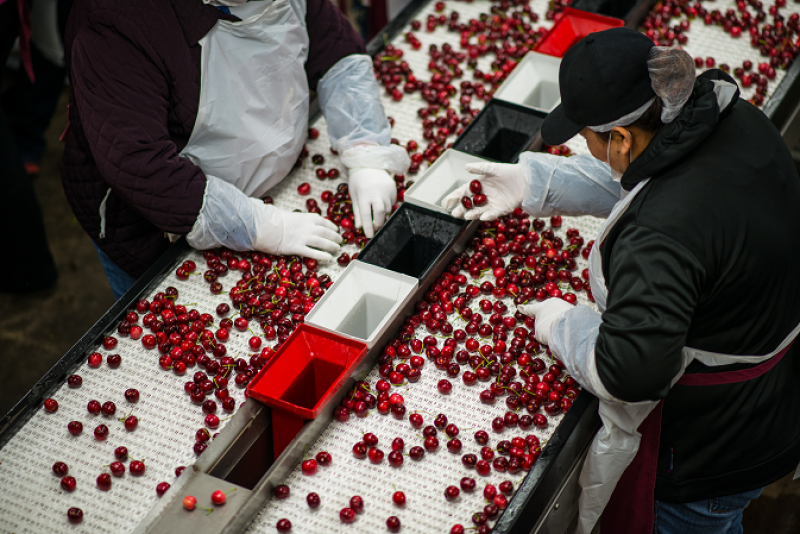Employees sort California cherries in this file photo. This season, growers and packers are implementing measures to protect employees in the orchards and packinghouses from the coronavirus.
