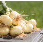 Vidalia onion season begins April 17, 2023.