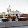 Hereford on feed