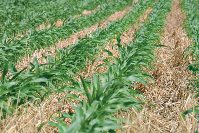 Cover Crops