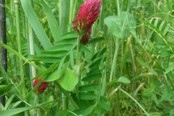cover_crops_ben_potter