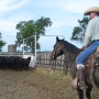BT_Cattle_Cowboy_Horse_Work