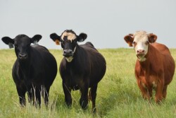 BT_Stocker_Cattle_Steers