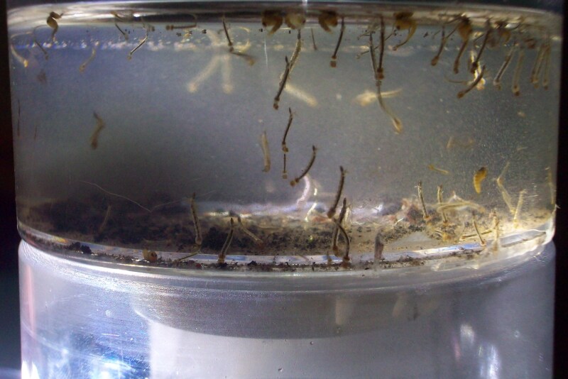 Mosquito-larvae.jpeg