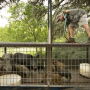 Feral-Hogs