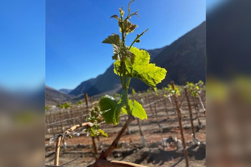 Table grapes on vine