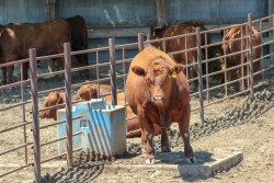 Feedlot steer