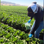 Eurofins Microbiology Laboratories researchers collect lettuce samples for testing