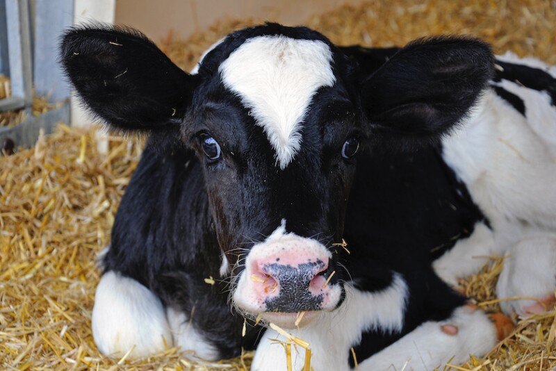 Using pain mitigation techniques when disbudding or dehorning is now the standard of care for U.S. cattle veterinary and quality assurance organizations.
