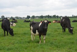DT_Dairy_Cows_Grazing