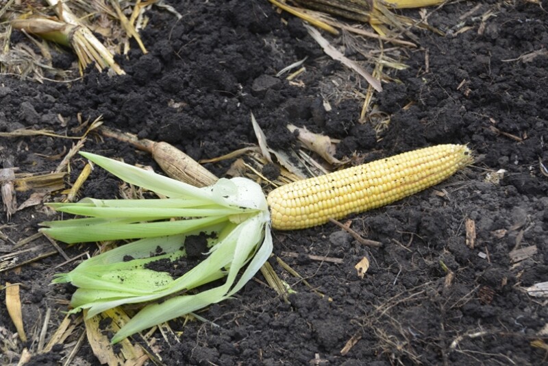 Corn at approximately the milk stage.