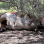 One of the five mutilated bulls discovered July 31 in Malheur National Forest about 20 miles north of Burns, Ore.