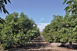 Feedback on the quality of avocados from Mexico this summer has been “totally positive,” says Rob Wedin, vice president of sales and marketing for Calavo Growers Inc. Calavo’s volume of avocados from Mexico in August likely will be 50% greater than July’s, he says.
