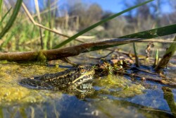 Red-legged frog