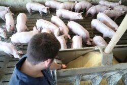 Employee checking feeder in pig barn