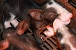 Piglets