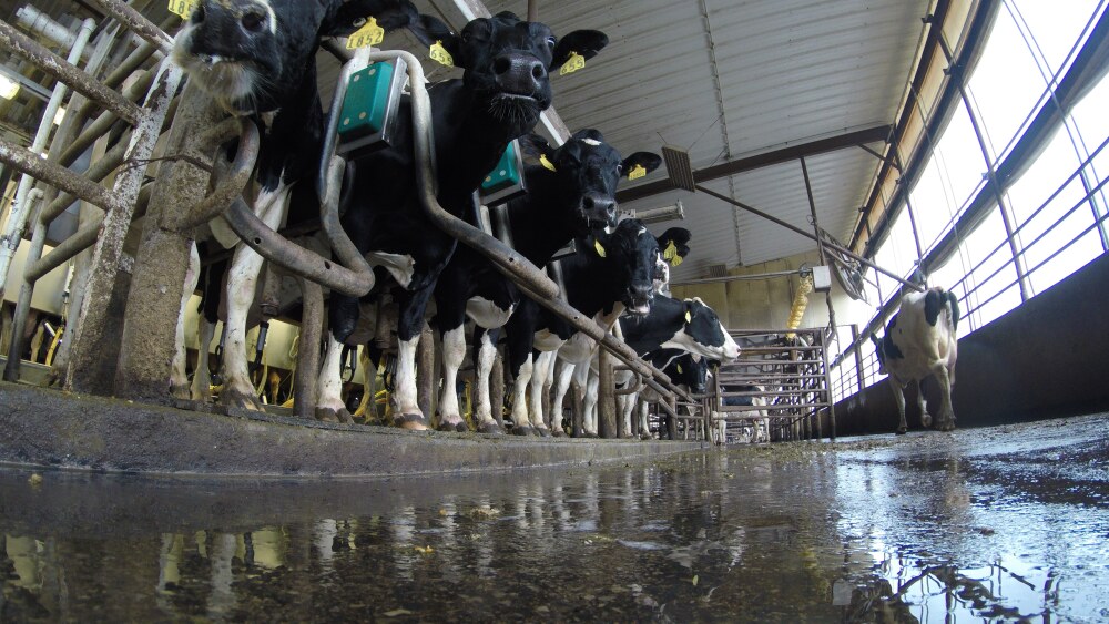 Cows in a dairy parlor. 