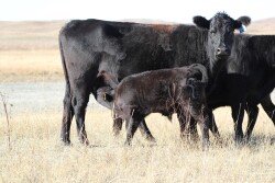 UNL Cow Calf Nursing.jpg