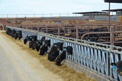 Could fewer vaccinations reduce the incidence of BRD in beef-on-dairy calves? Some bovine veterinarians believe so.
