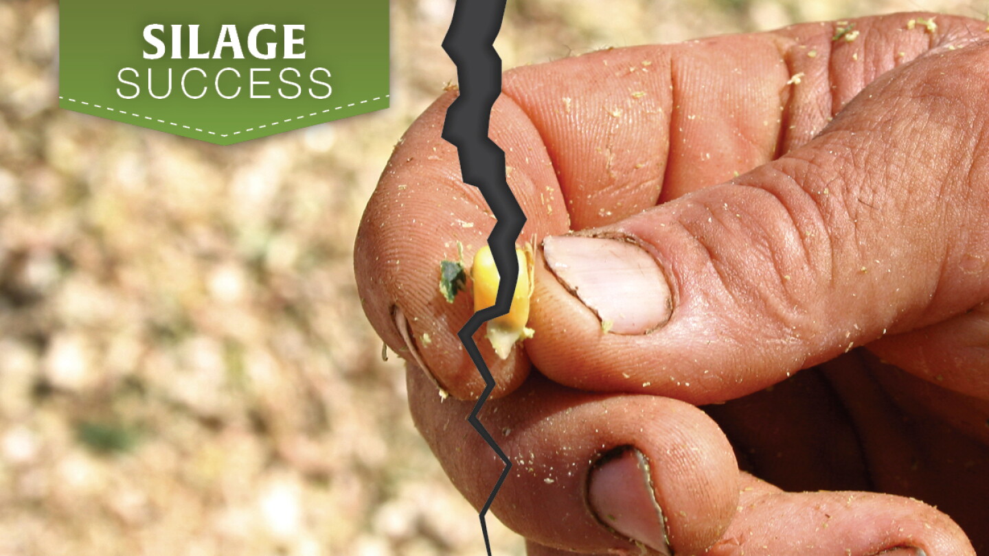 Cracking the Kernel on Better Corn Silage