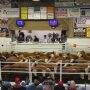Mitchell Livestock Marketing, Mitchell, S.D.