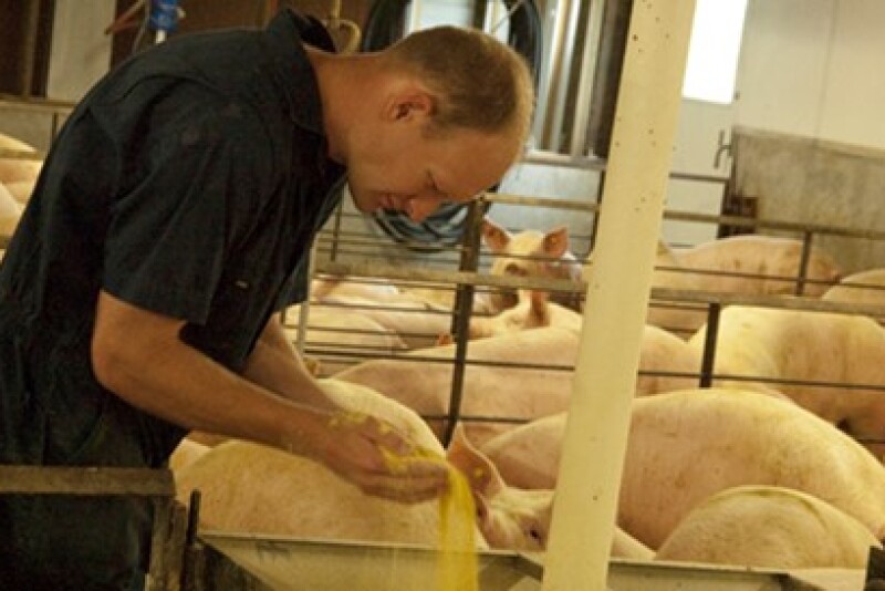 Man with pigs inside a barn