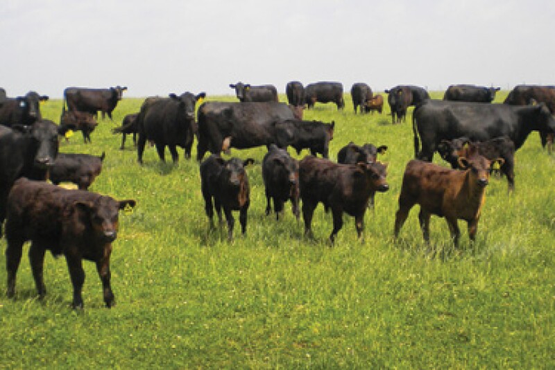 beef-cattle-prices.jpg