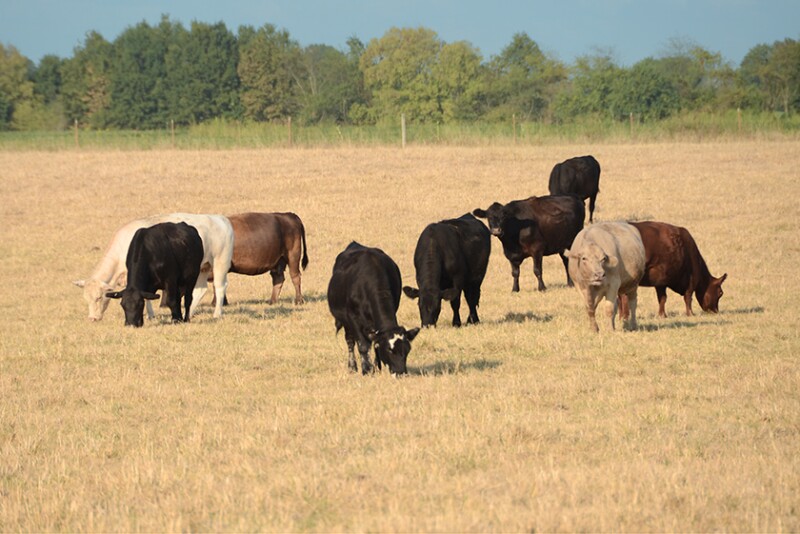 Grazing cows