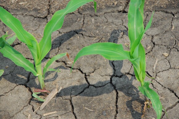 drought conditions
