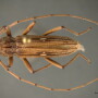 long horn beetle