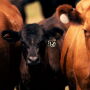 calf