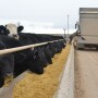 BT_Feedlot_Bunk_Cattle