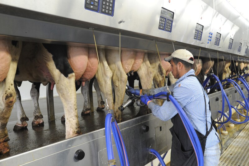Worker attaching milker units.