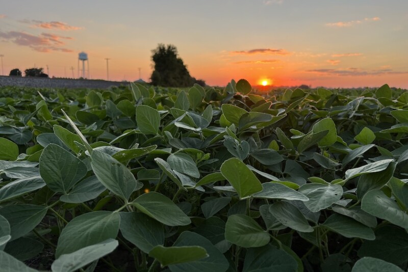 soybeans at sunset, Photo Credit Tyne Morgan