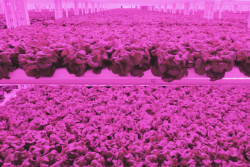 Lettuce growing at Kalera facility