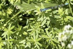 Smooth Bedstraw, or False Baby’s Breath, has been a problematic weed in northeastern United States pastures. In states like Wisconsin, Smooth Bedstraw is primarily found growing along roadsides and woodland edges.