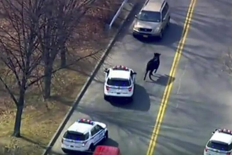 In this image taken from video provided by WABC, a bull that escaped from a local slaughter house is pursued by New York City Police, Tuesday, Feb. 21, 2017, in New York. Police corralled the bull in a backyard in the Queens borough of New York.
